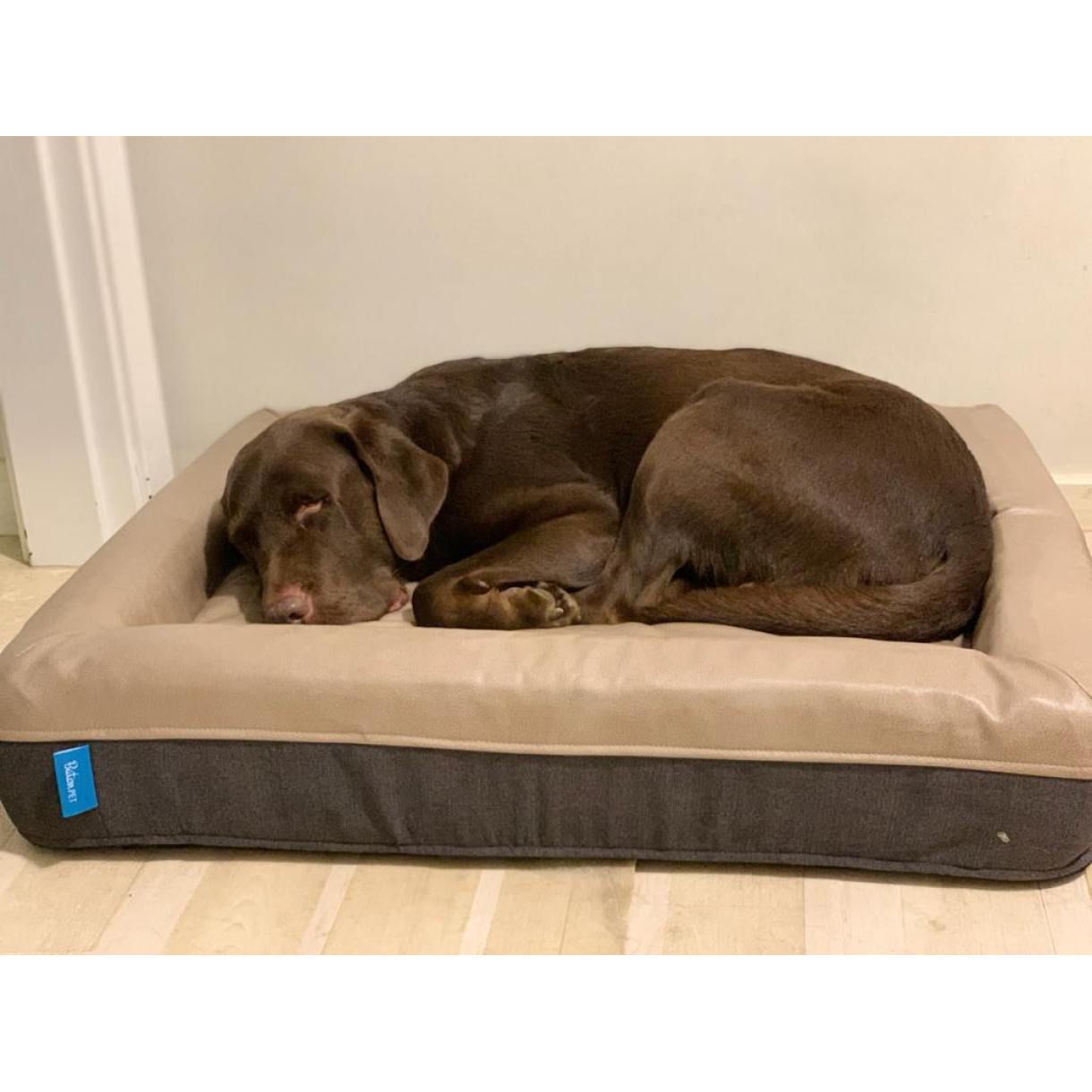 Perfect for Domo, a 32kg Labrador